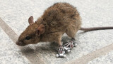 Animal|Put Skateboard Shoes on Mouse