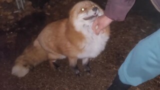 【Fox】 I finally caught this little devil who stole the mouse