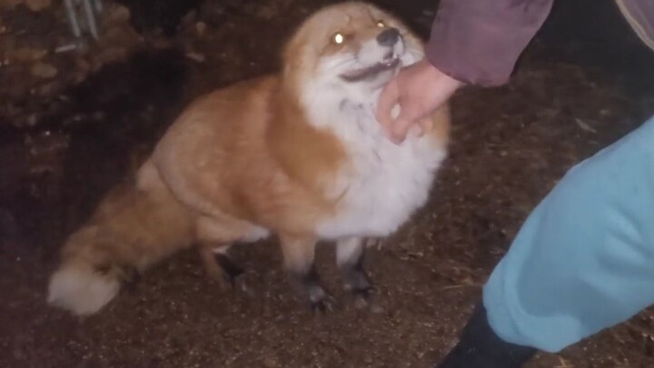 【Fox】 I finally caught this little devil who stole the mouse