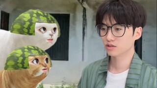 Setelah kucing kota kembali ke desa, ia menangkap tikus untuk membuat catnip