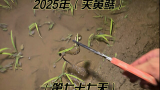 Why are the eels in the rice fields different?