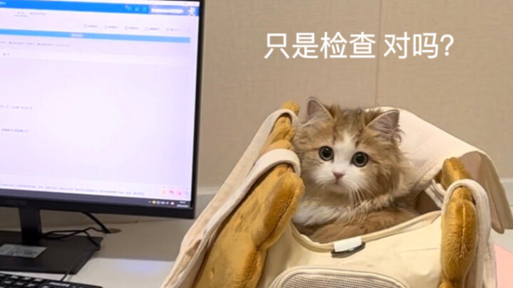 رأيت قطة صغيرة لطيفة في المستشفى