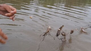 Thăm 2 Tây Lưới Sau Cơn Mưa Lớn Đầu Mùa Cá Dính Khủng Khiếp.Góc Làng Quê