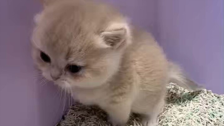 The kitten strains its entire body while using the litter box.