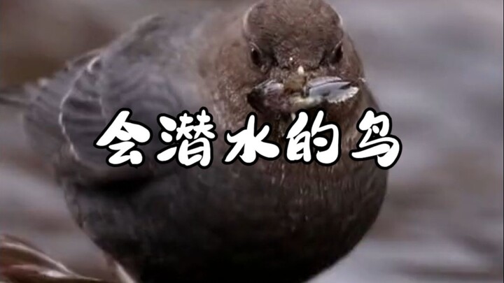会潜水的鸟