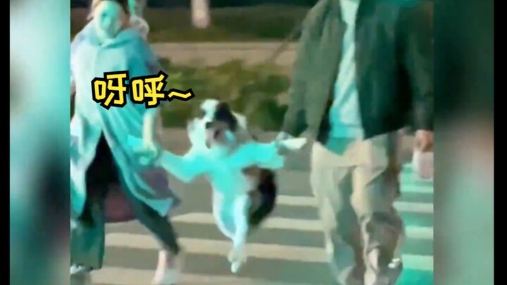 “These darn dogs had me laughing for a full 4 minutes and 11 seconds!”