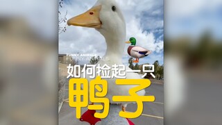 如何捡起一只鸭子？