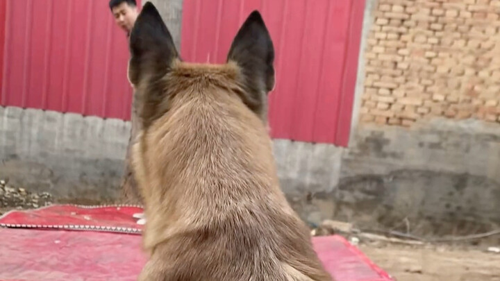 In an instant: Watch the dog’s explosive burst!