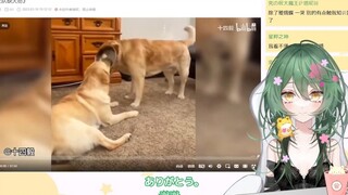 新人日V看《汪汪队缺大德》