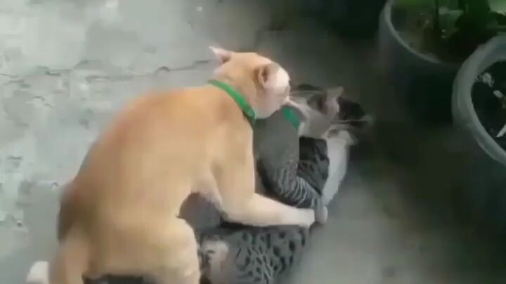 1 kurang puas?