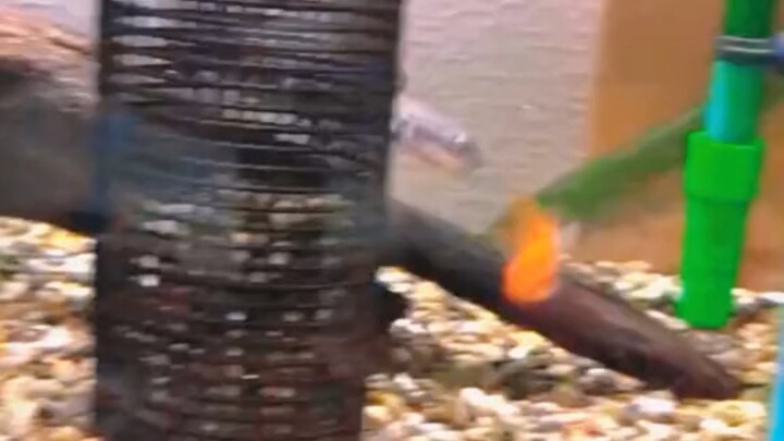 Teknik bertarung yang sempurna adalah modal untuk tetap hidup—bikin kura-kura pusing berputar-putar!