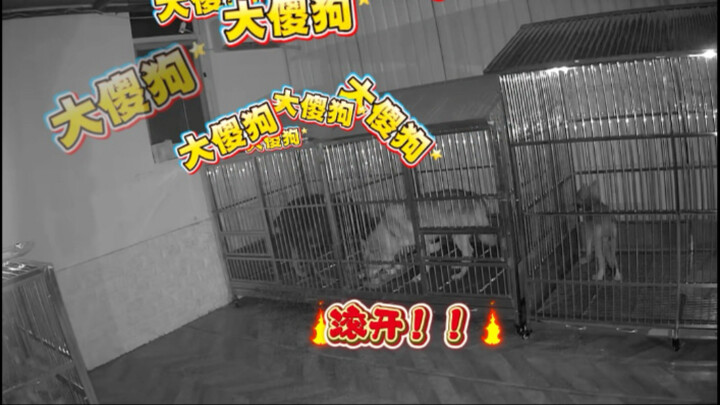 Ketika Anjing Saya Bertengkar Pakai “Bahasa Manusia”