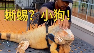 谁说冷血动物没有爱的？这分明就是个粘人小狗啊