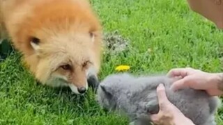 Người chủ đã tặng một em bé cho một cặp vợ chồng cáo không có khả năng sinh con. Phản ứng của chú cá