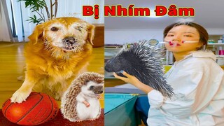 Thú Cưng TV | Gâu Đần và Bà Mẹ #40 | Chó Golden Gâu Đần thông minh vui nhộn | Pets cute smart dog