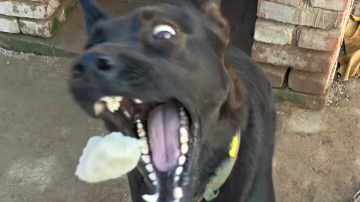 Hôm nay có cá bát giác