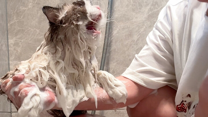 I gotta ask—do Ragdoll cats really curse so much when you try to bathe them?
