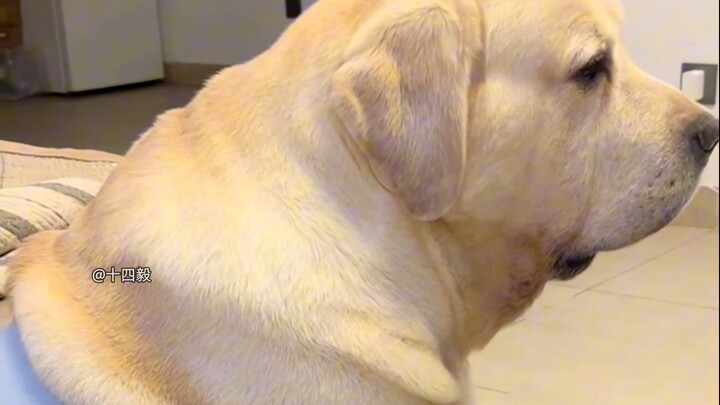 Why is there so much malice toward a pig?