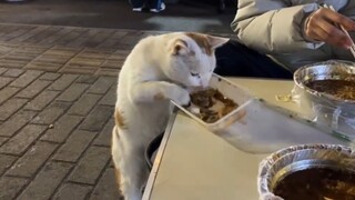 猫：我也尝尝