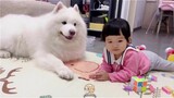 FUnny Video Adorable Babies Playing With Dogs and Cats - The Pets Home#13