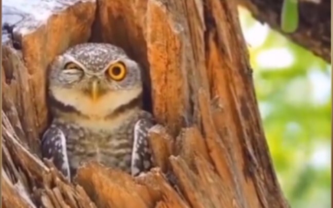 ⚡️ This thing is also called a raptor? ⚡️