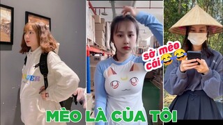 Đề tôi chạm con mèo này cho😂 - Top comments hài Tóp Tóp.