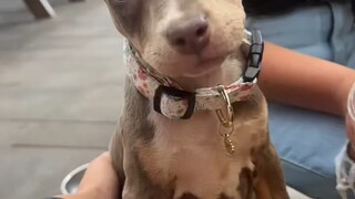 小狗被领养后经历的各种第一次！以后就是有家的宝宝啦！