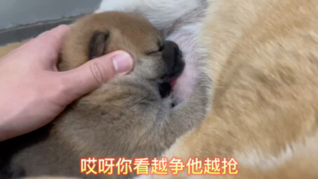 The only child’s woes: Mommy dog has way too much milk, and the pups are so full their bellies are b