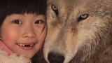 Gadis itu memperlakukan serigala sebagai hewan peliharaan, dan anjing itu tumbuh untuk menyusu serig