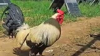 A&E GameFarm