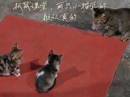 The little kitten learning skills with its mom