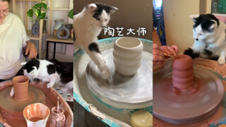 يد القطة أكثر براعة من يدي