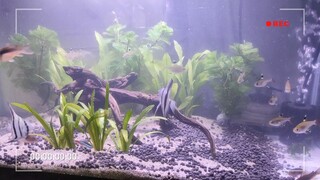 AngelFish Community Tank