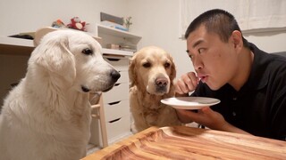 Tantangan Makan Udara! Reaksi Anjing Golden Retrieverku Luar Biasa!