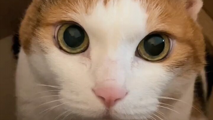 When you gaze at your cat, your cat is gazing back at you.