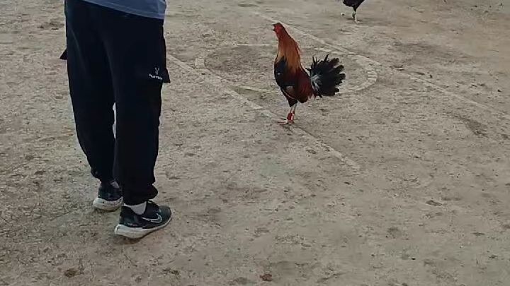 Duke. hulsey banahaw 3/4 and 1/4 Possum win at roxas Palawan