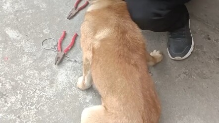 After being let off-leash for a month, it still hasn’t adjusted—hardly any dogs don’t love freedom, 