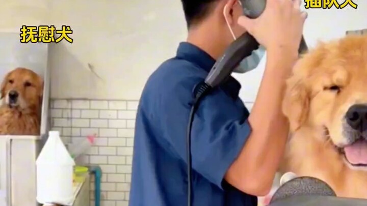 Anjing Penenang: Bisa nggak cuci dulu aku?