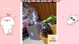 Tổng hợp những khoảnh khắc Hài Hước của Động Vật-154-Phần 1