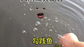 勾践鱼