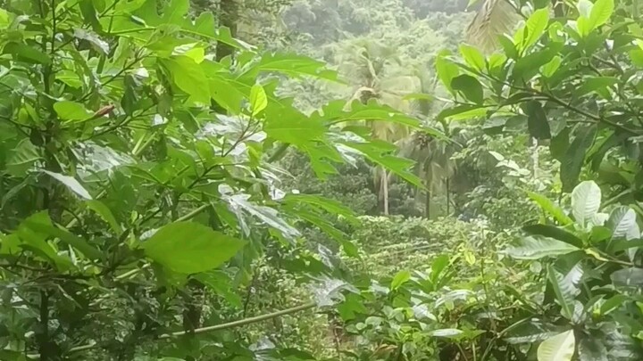 aBeaut of Nature.