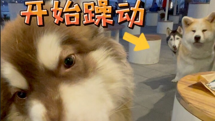 Zhabuqinuo has made the neighbor’s puppy absolutely jealous.
