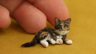 แมวและหมาที่สนุกที่สุด 🐱🐶 ตอนที่ 21