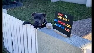 喜欢被人拍拍的小狗