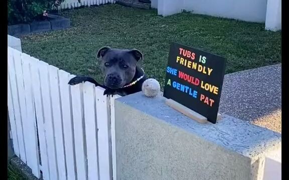 A little dog who loves being patted