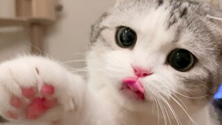 The cat immediately reached for the yogurt—it's so craving it!