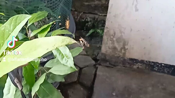 Lalat sedang kawin 🧐