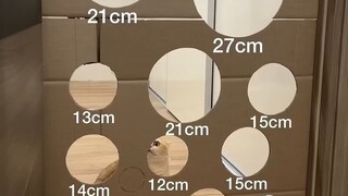 How powerful are cats?