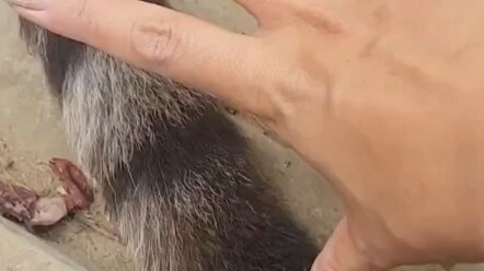 Let's take a look—how long is the tiger's tail? Brothers and sisters, please give it a like!