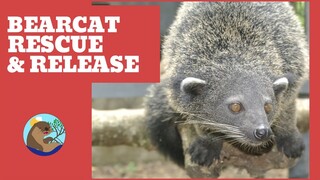 Palawan bearcat rescue & release! 😁#bearcat #rescue #wildlife